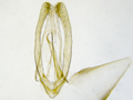 Phyllonorycter hostis